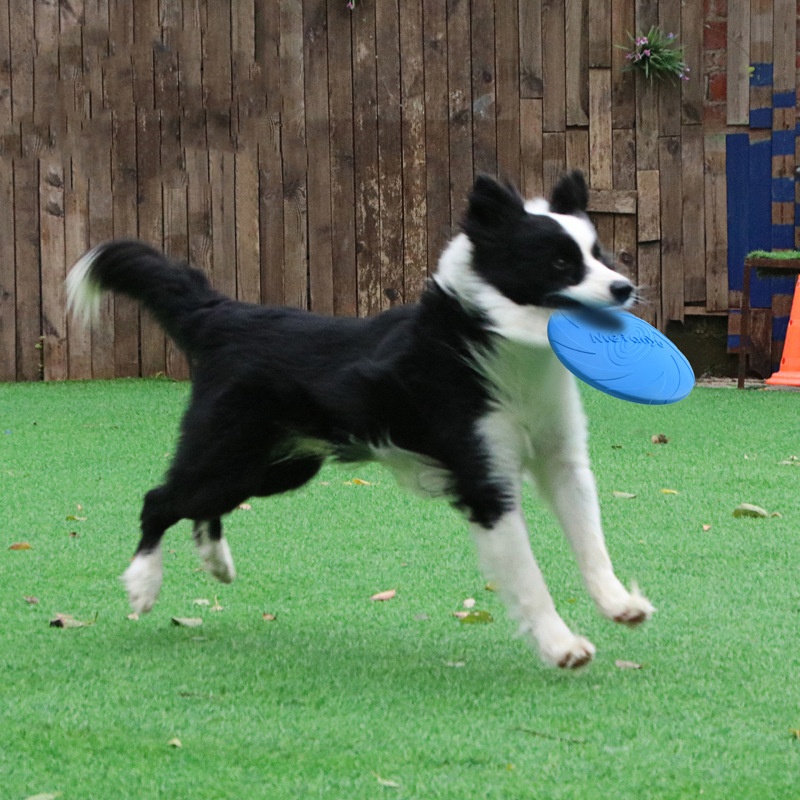 Игрушки для собак: Мягкий сили – обзор и цена Frisbee Freestyle Disc